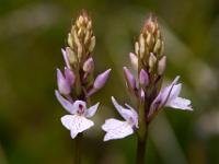 Knabenkraut Orchideen bei Nesland - Lofoten
